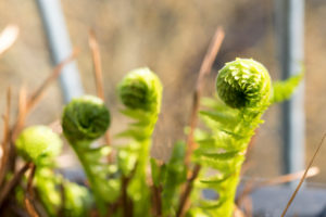 Berlin, top floor, terrace, fresh fern Berlin, top floor, terrace, fresh fern